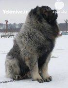 فروش سگ قفقازی در ماهدشت در گروه سگ و گربه در یکمیوه
