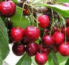 فروش کلی گیلاس قرمز باغی روی در گروه خرید و فروش گیلاس در یکمیوه