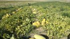 خربزه مشهد خربزه مشهدی در تهران
