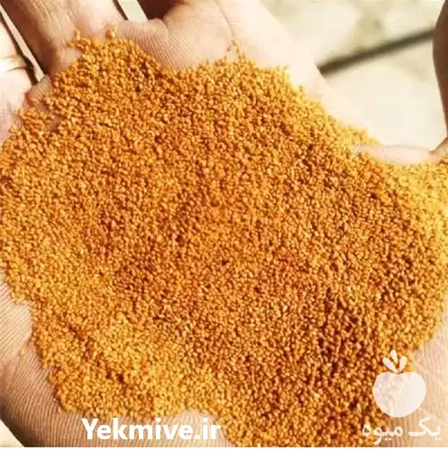 قیمت خرید خاکشیر سورت اعلا در کرج در گروه خرید و فروش گیاهان دارویی در یکمیوه -عکس1