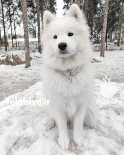 فروش و پرورش سگ سامویید سگ در چهاردانگه در گروه سگ و گربه در یکمیوه -عکس1