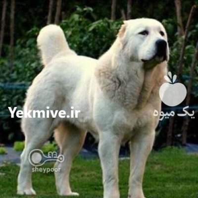 فروش و پرورش سگ سرابی در طالقان  در گروه سگ و گربه در یکمیوه -عکس1