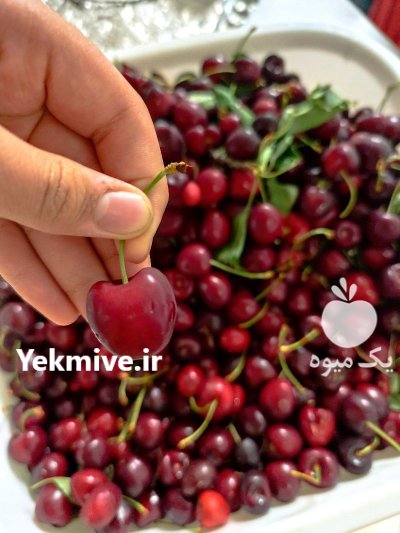 گیلاس تکدانه درشت شیرین در تهران در گروه خرید و فروش گیلاس در یکمیوه -عکس2