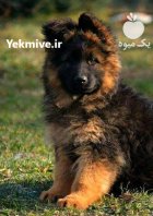 فروش سگ ژرمن شپرد در کوهسار در گروه سگ و گربه در یکمیوه