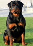 فروش و پرورش سگ روتوایلر در گروه سگ و گربه در یکمیوه