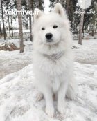 فروش و پرورش سگ سامویید سگ در چهاردانگه در گروه سگ و گربه در یکمیوه