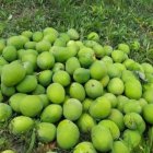 انبه کال برای ترشی در اصفهان در گروه خرید و فروش انبه در یکمیوه