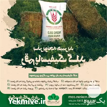 بذر یونجه گرمسیری رقم آمریکایی پاسیفیک در اهواز در گروه خرید و فروش بذر یونجه در یکمیوه -عکس1