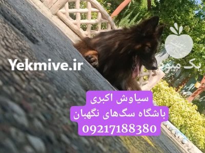 فروش سگ ژرمن شپرد اصیل قیمت در همدان در گروه سگ و گربه در یکمیوه -عکس1
