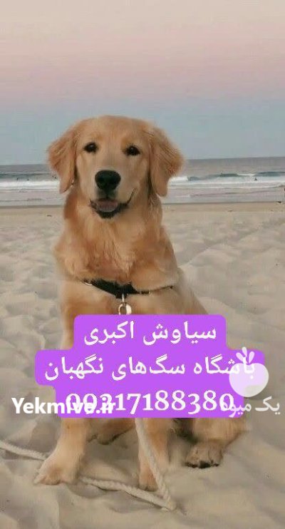 فروش سگ گلدن رتریور پرستار قیمت در همدان در گروه سگ و گربه در یکمیوه -عکس1