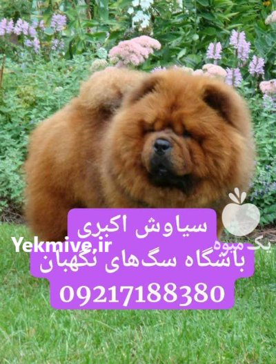 فروش سگ چاو چاو پشمالو قیمت در همدان در گروه سگ و گربه در یکمیوه -عکس1