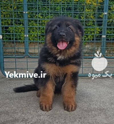 سگ ژرمن شپرد سگی برای تمام در کرج در گروه سگ و گربه در یکمیوه -عکس1