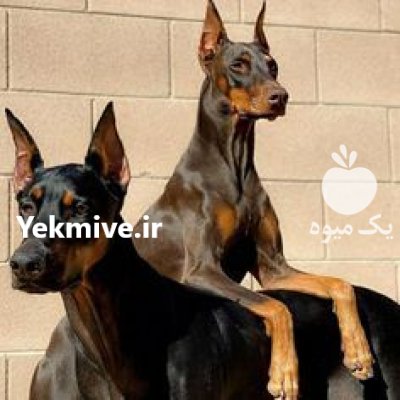 سگ دوبرمن سگ شکار در مشکین دشت در گروه سگ و گربه در یکمیوه -عکس1