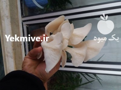 قارچ صدفی در اردبیل در گروه خرید و فروش قارچ در یکمیوه -عکس1
