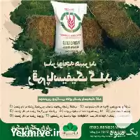 بذر یونجه گرمسیری رقم آمریکایی پاسیفیک در اهواز در گروه خرید و فروش بذر یونجه در یکمیوه