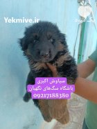 فروش توله سگ ژرمن شپرد قیمت در همدان در گروه سگ و گربه در یکمیوه