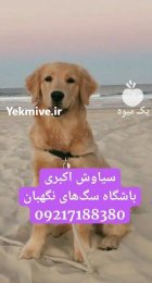 فروش سگ گلدن رتریور پرستار قیمت در همدان در گروه سگ و گربه در یکمیوه
