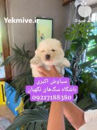 فروش سگ چاو چاو توله قیمت در همدان در گروه سگ و گربه در یکمیوه