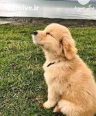 سگ گلدن روتریور سگ پرستار در دماوند در گروه سگ و گربه در یکمیوه