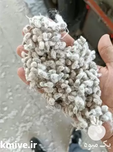خرید فروش پنبه پنبه دانه در مشهد در گروه خرید و فروش گیاهان صنعتی در یکمیوه -عکس1