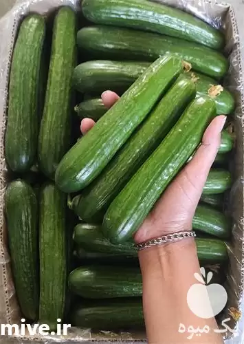 فروش خیار گلخانه ای در یزد در گروه خرید و فروش خیار در یکمیوه -عکس1