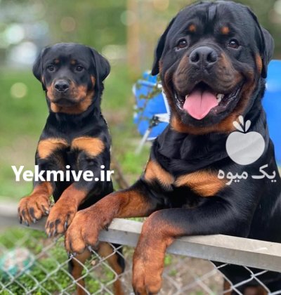 فروش سگ روتوایلر وارداتی در رباط کریم در گروه سگ و گربه در یکمیوه -عکس1