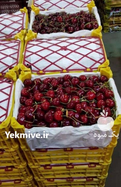 فروش گیلاس تک دانه در گروه خرید و فروش گیلاس در یکمیوه -عکس2