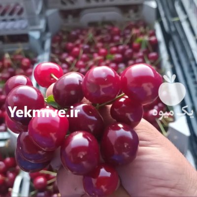 فروش گیلاس تک دانه در گروه خرید و فروش گیلاس در یکمیوه -عکس1