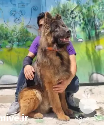 سگ نگهبان خریداری سگ جفتیابی سگ در تهران در گروه سگ و گربه در یکمیوه -عکس1