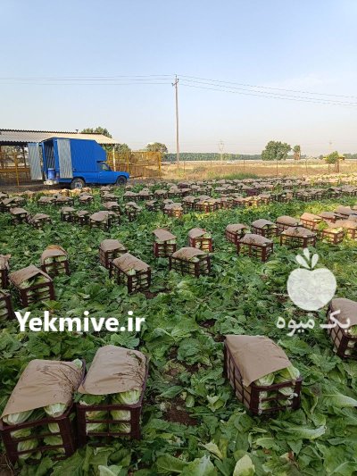 فروش کاهو رسمی عمده در چهارباغ در گروه خرید و فروش کاهو در یکمیوه -عکس1