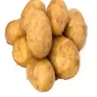 سیب زمینی بذری سیب زمینی در گروه خرید و فروش سیب زمینی در یکمیوه