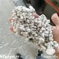خرید فروش پنبه پنبه دانه در مشهد در گروه خرید و فروش گیاهان صنعتی در یکمیوه