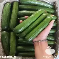 فروش خیار گلخانه ای در یزد در گروه خرید و فروش خیار در یکمیوه
