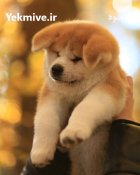 فروش سگ اکیتای ژاپنی در محمدشهر در گروه سگ و گربه در یکمیوه