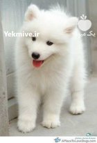 فلروش سگ خنده روی سامویید در محمدشهر در گروه سگ و گربه در یکمیوه