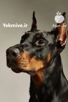 فروش سگ دوبرمن اروپایی در شهرجدید هشتگرد در گروه سگ و گربه در یکمیوه