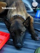 فروش سگ مالینویز اروپایی در ماهدشت در گروه سگ و گربه در یکمیوه