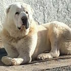 فروش سگ الابای سفید روسی در گروه سگ و گربه در یکمیوه