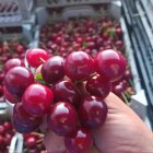 فروش گیلاس تک دانه در گروه خرید و فروش گیلاس در یکمیوه