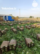 فروش کاهو رسمی عمده در چهارباغ در گروه خرید و فروش کاهو در یکمیوه