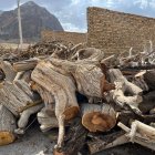 فروش چوب ذغالی توت انار بادام در نوش آباد در گروه خرید و فروش انواع چوب در یکمیوه