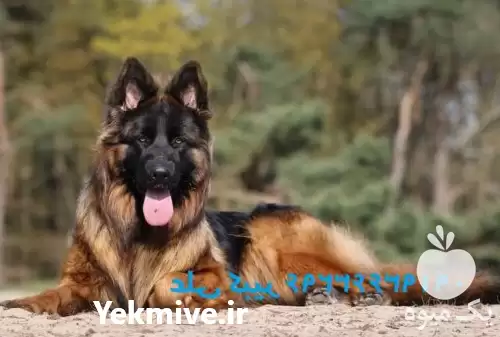 خرید فروش ژرمن شپرد بالغ توله در تهران در گروه سگ و گربه در یکمیوه -عکس1