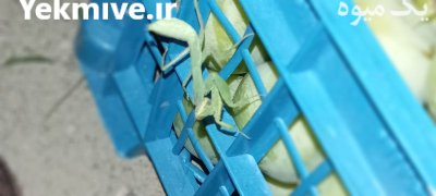 فروش آلو قطره طلا و شابلون و هلو و شلیل در تهران در گروه خرید و فروش شلیل در یکمیوه -عکس1