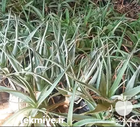 فروش فوری آلوئه ورا در تبریز در گروه خرید و فروش گیاهان دارویی در یکمیوه -عکس1