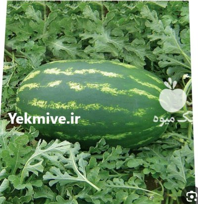 هندوانه در تایباد در گروه خرید و فروش هندوانه در یکمیوه -عکس1