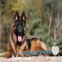 خرید فروش ژرمن شپرد بالغ توله در تهران در گروه سگ و گربه در یکمیوه