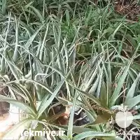 فروش فوری آلوئه ورا در تبریز در گروه خرید و فروش گیاهان دارویی در یکمیوه