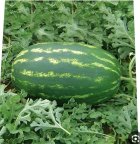 هندوانه در تایباد در گروه خرید و فروش هندوانه در یکمیوه