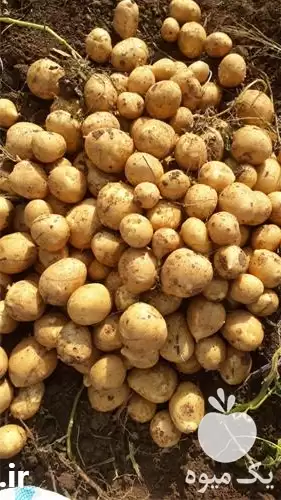 فروش سیب زمینی دامی در همدان در گروه خرید و فروش سیب زمینی در یکمیوه -عکس1