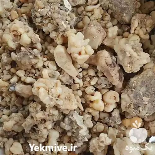 خرید عمده گیاه و شا در کرمان  در گروه خرید و فروش گیاهان زینتی در یکمیوه -عکس1